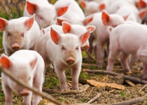 Держветфітослужба обмежила обіг 8 тонн продукції тваринного походження