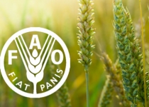 За прогнозами FAO, через 10 років Україна стане головною житницею Європи