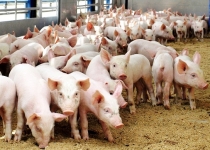 Україна з початку року збільшила експорт свинини в 2,3 раза