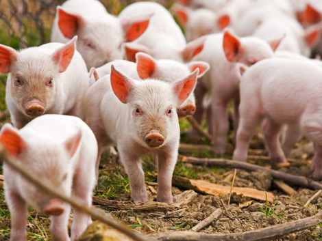 Держветфітослужба обмежила обіг 8 тонн продукції тваринного походження