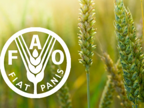 За прогнозами FAO, через 10 років Україна стане головною житницею Європи